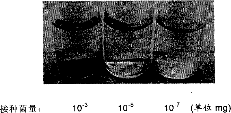 A color-developing particle indicating microbial growth and its preparation method