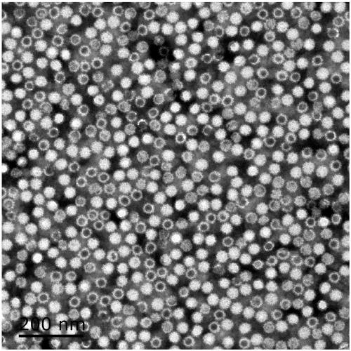 Antibody capable of realizing specific binding with norovirus GI.1 gene type VP1 protein and/or VLP, and preparation method and applications thereof