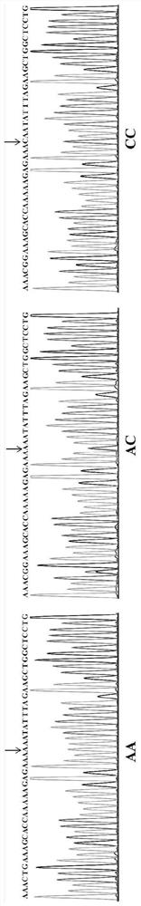 Genome selection method of residual feed intake of white feather broilers