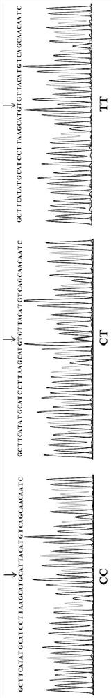 Genome selection method of residual feed intake of white feather broilers