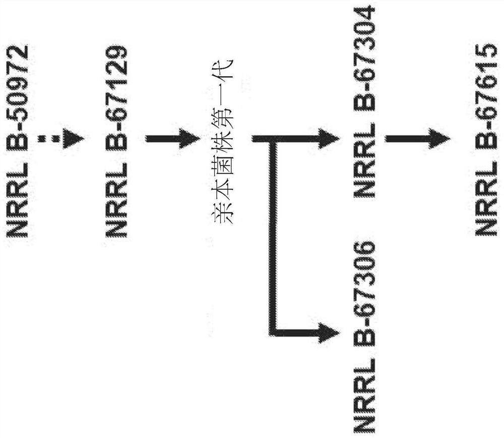 Mutants of paenibacillus and methods for their use