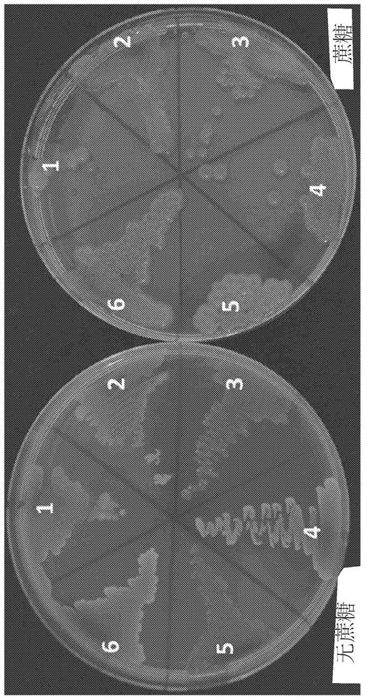 Mutants of paenibacillus and methods for their use