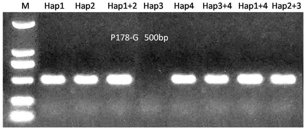 Flammulina filiformis strain and identification and breeding method thereof