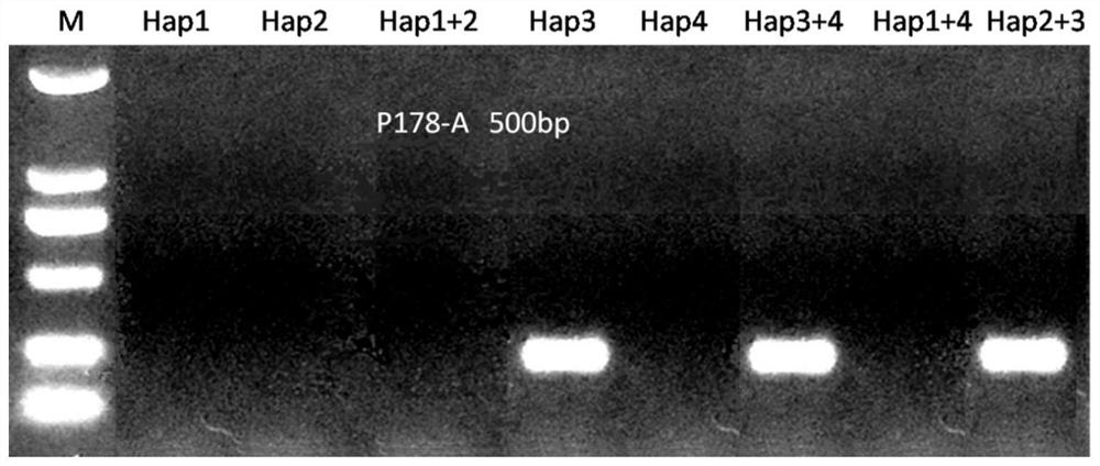 Flammulina filiformis strain and identification and breeding method thereof