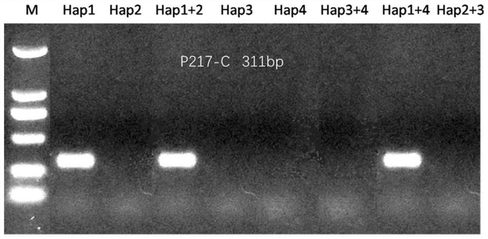 Flammulina filiformis strain and identification and breeding method thereof