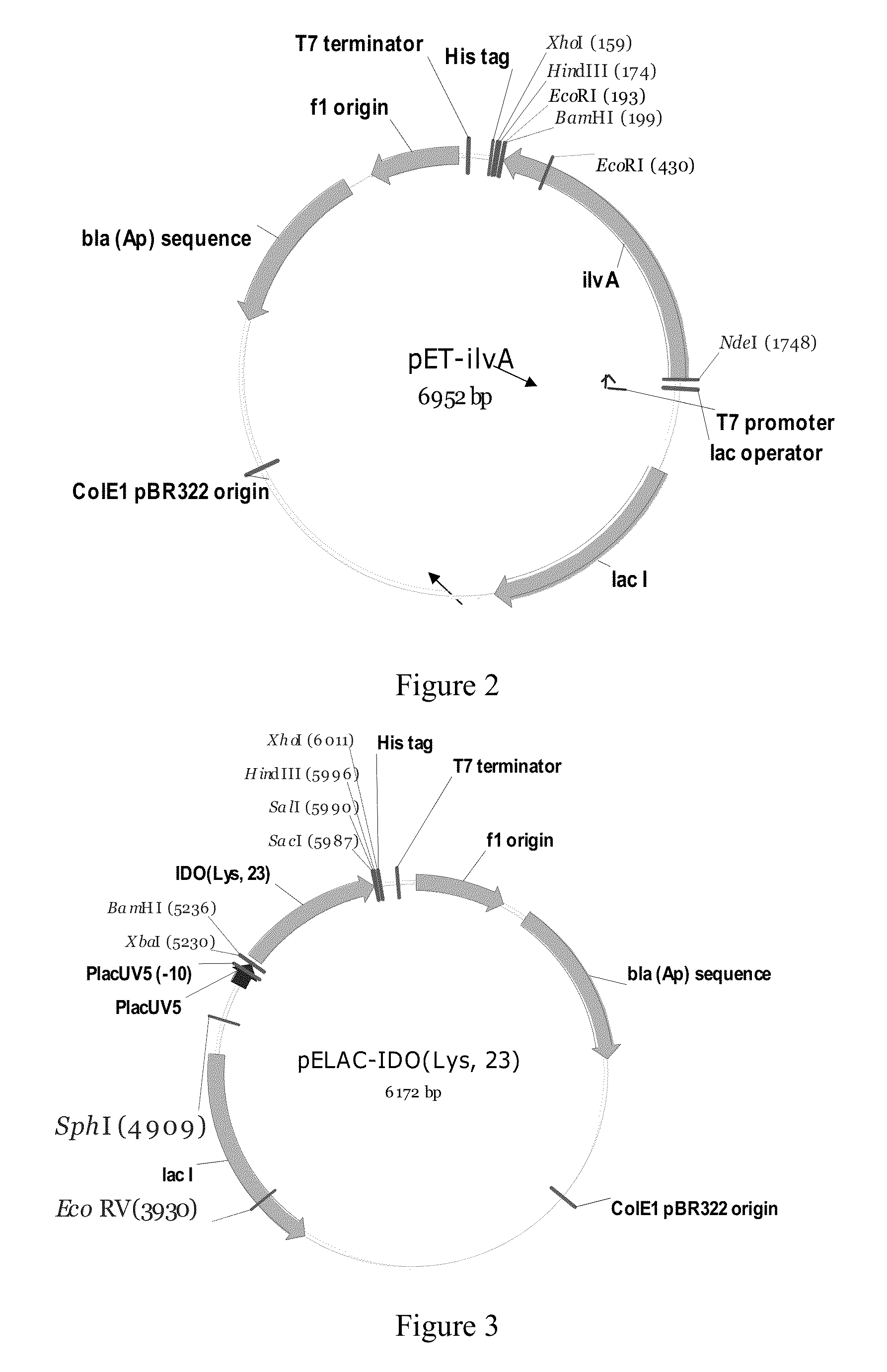 Bacterium producing a product of a reaction catalyzed by a protein having 2-oxoglutarate-dependent enzyme activity and a method for manufacturing the product