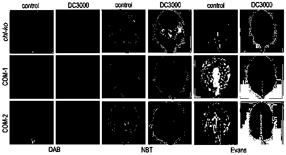 Corn 3-phosphate dehydrogenase ZmGPDH4 and application of coding gene of corn 3-phosphate dehydrogenase ZMGPDH4 in regulating plant stress tolerance