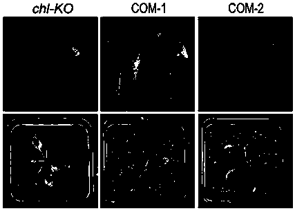 Corn 3-phosphate dehydrogenase ZmGPDH4 and application of coding gene of corn 3-phosphate dehydrogenase ZMGPDH4 in regulating plant stress tolerance