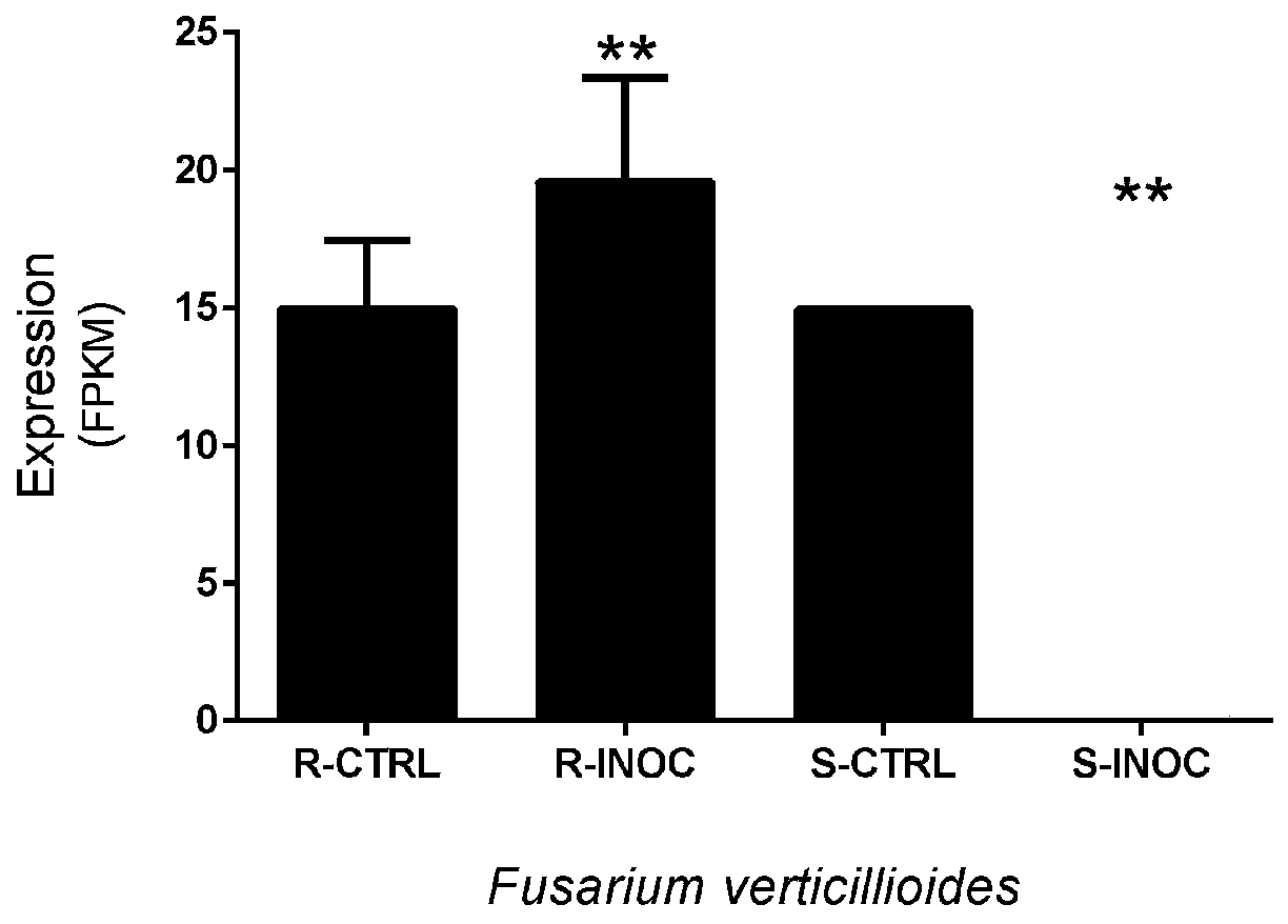 Corn 3-phosphate dehydrogenase ZmGPDH4 and application of coding gene of corn 3-phosphate dehydrogenase ZMGPDH4 in regulating plant stress tolerance