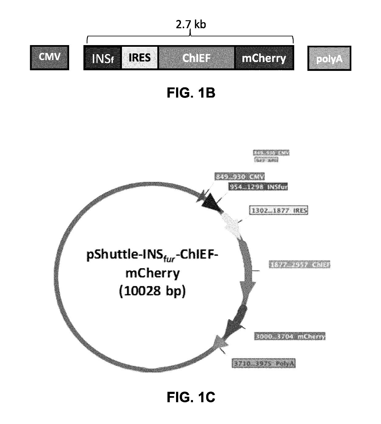 Bioengineered adipocytes for the light-controlled release of insulin and other peptides