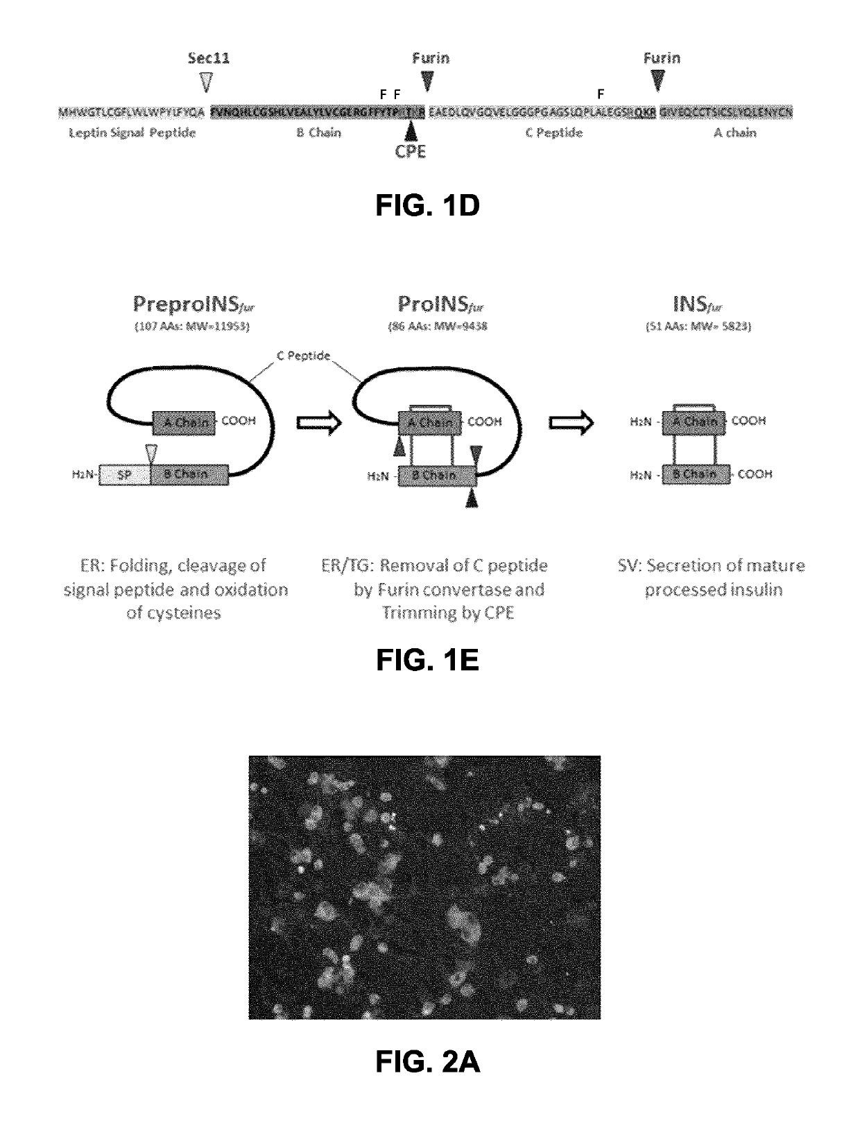 Bioengineered adipocytes for the light-controlled release of insulin and other peptides