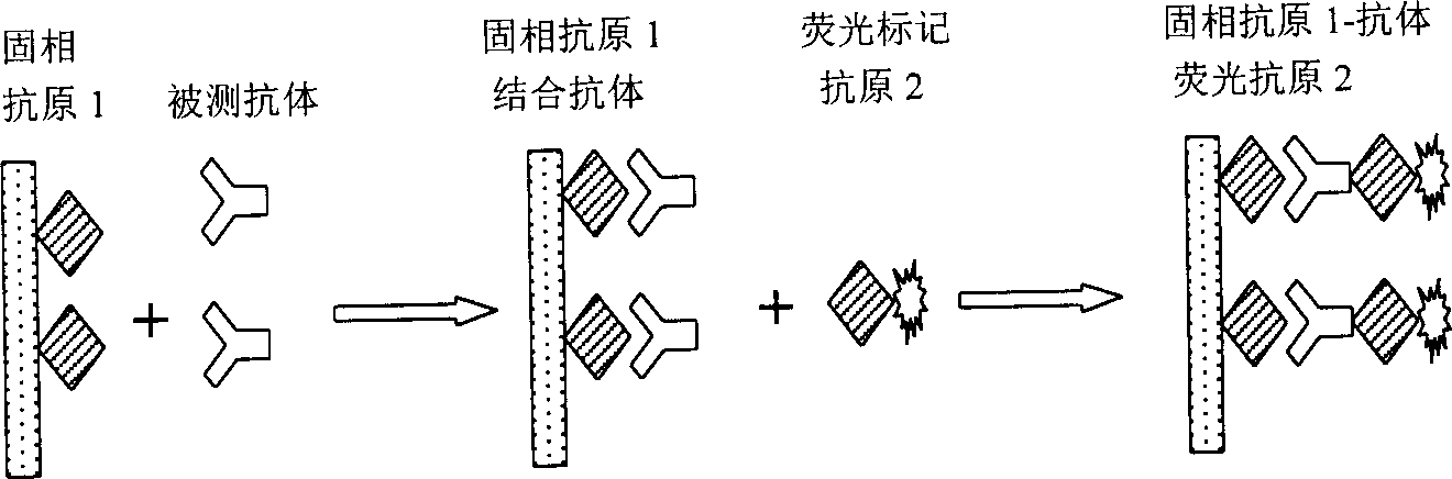 Protein chip for detecting infection disease in taken blood in blood bank