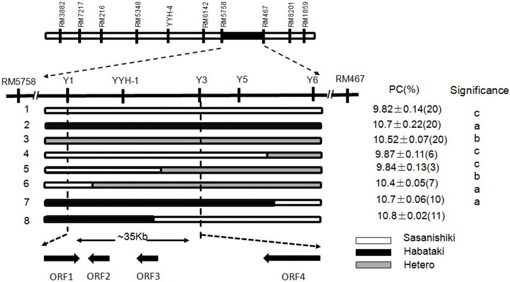 Gene for increasing protein content of japonica rice and application