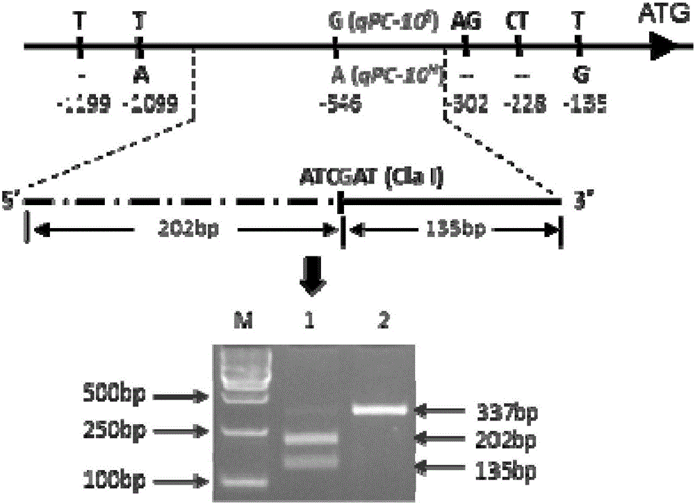 Gene for increasing protein content of japonica rice and application