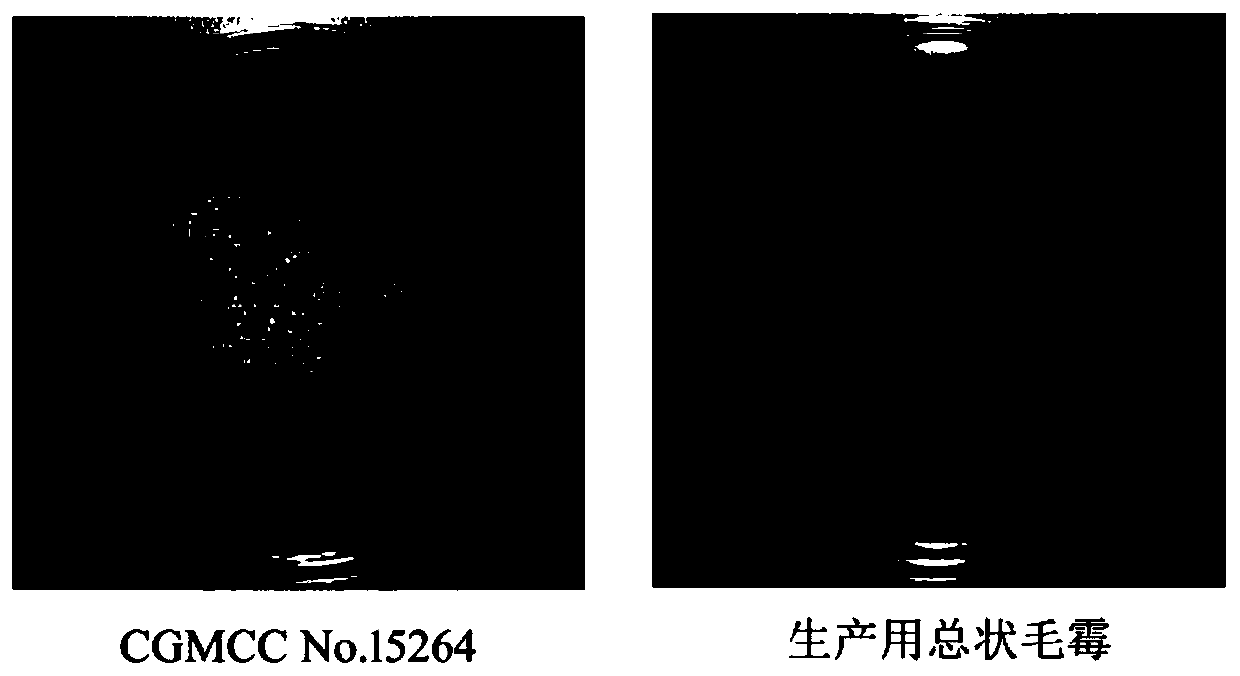 A kind of Mucor racemosus with high yield of linalool and linalyl acetate and its application