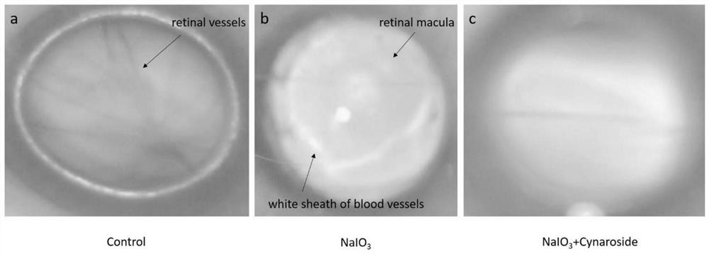 Application of luteolin-7-O-glucoside to preparation of medicine for treating diseases caused by retinal degeneration