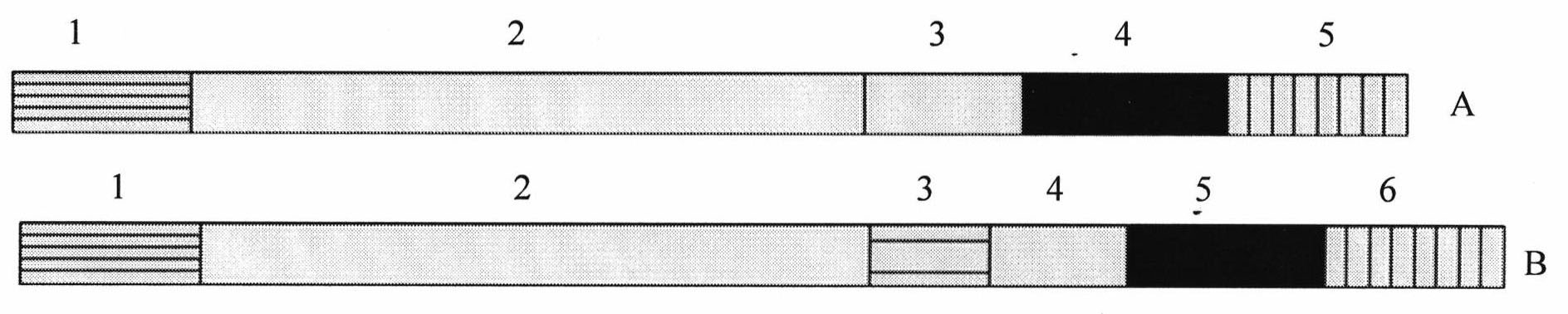 Chimeric antibody and immunocyte