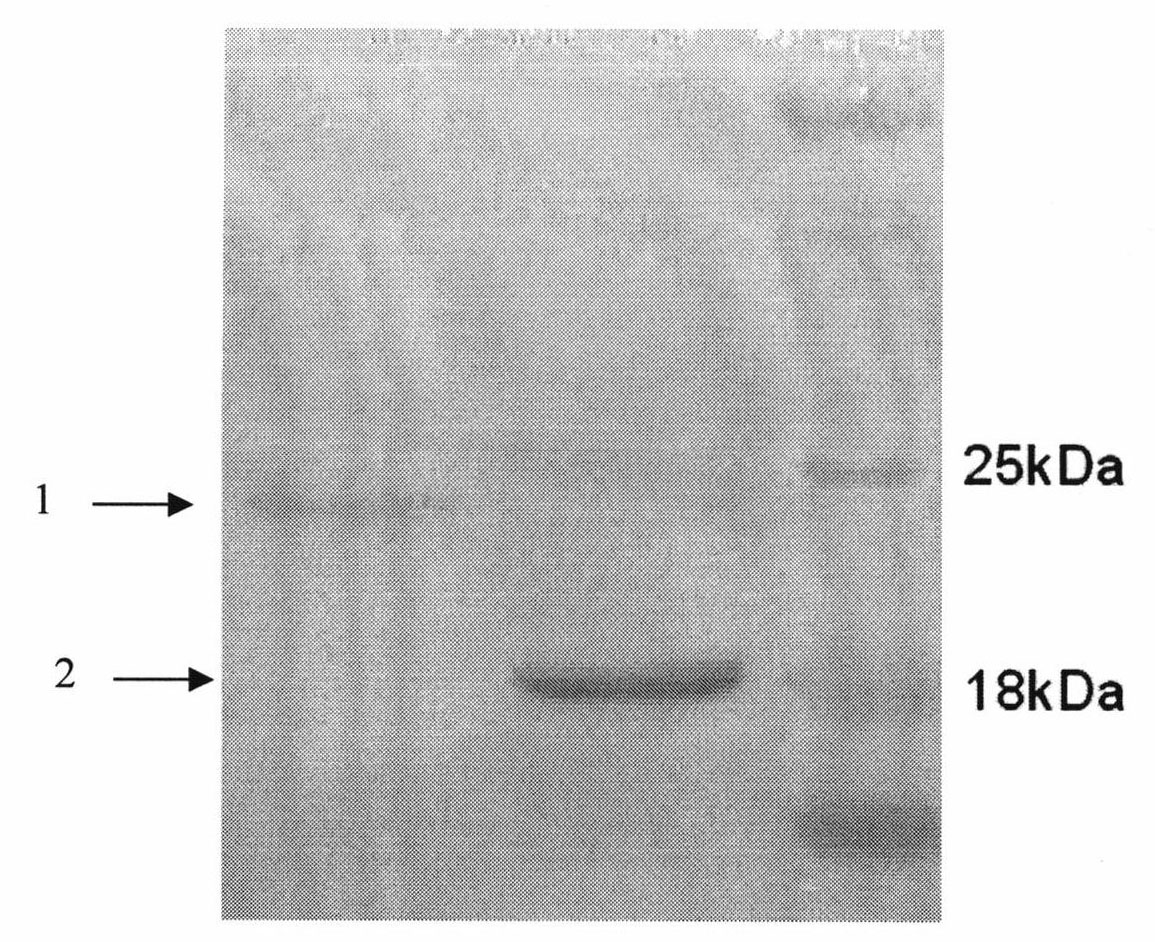 Chimeric antibody and immunocyte