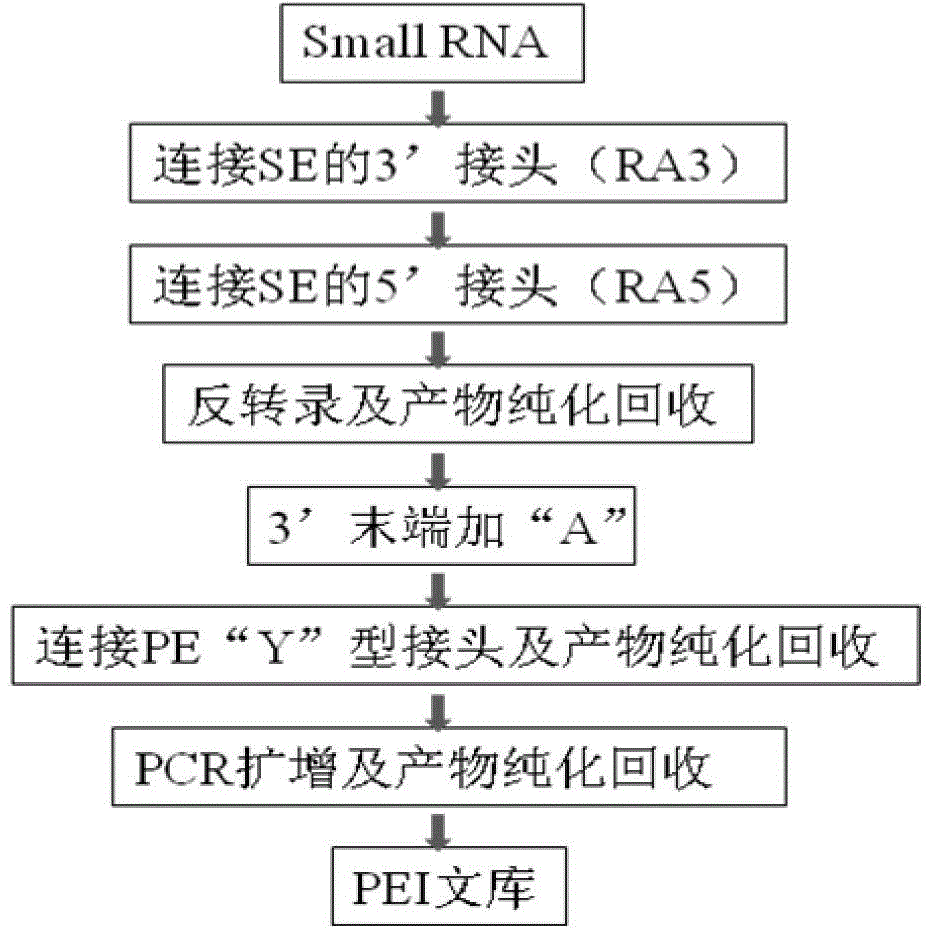 Connector processing method for Small RNA next-generation sequencing and library building