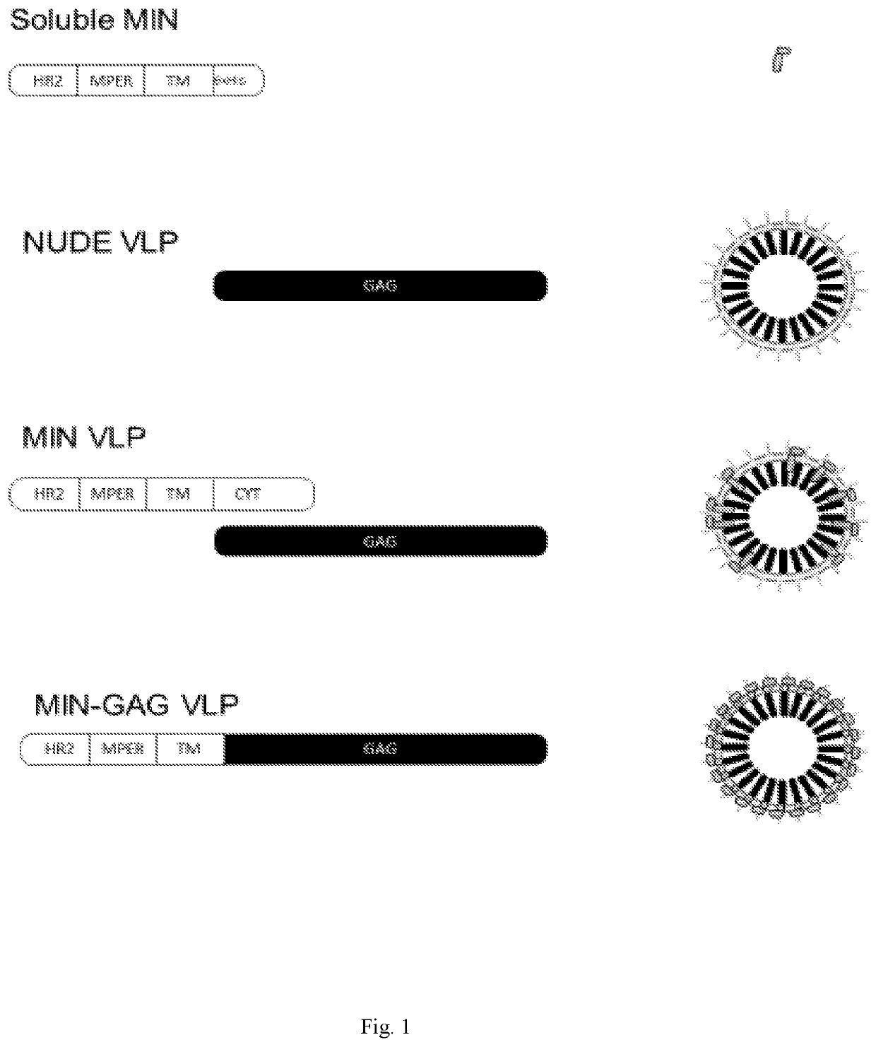 Virus-like particles with high-density coating for inducing the expression of antibodies