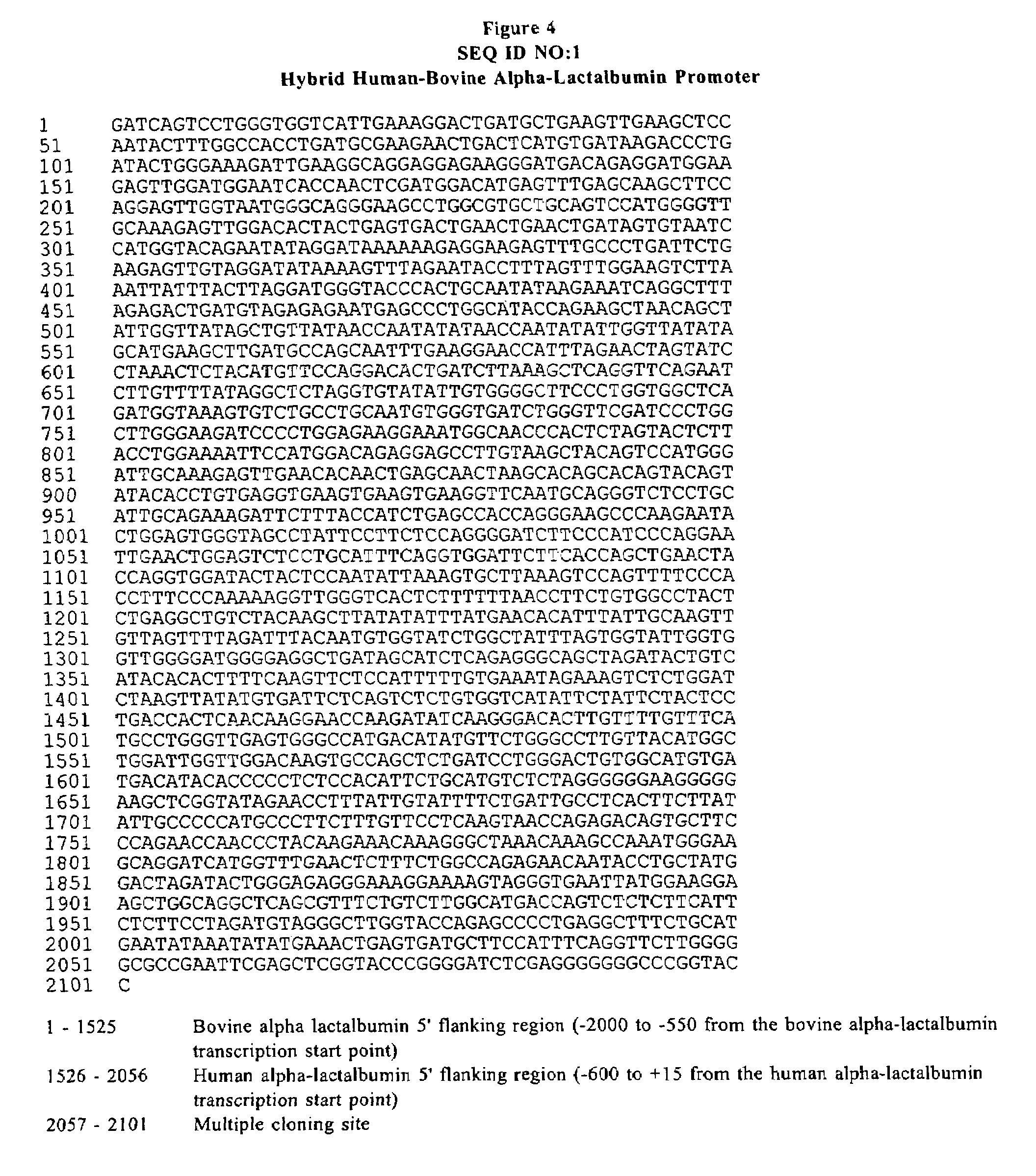 Expression vectors