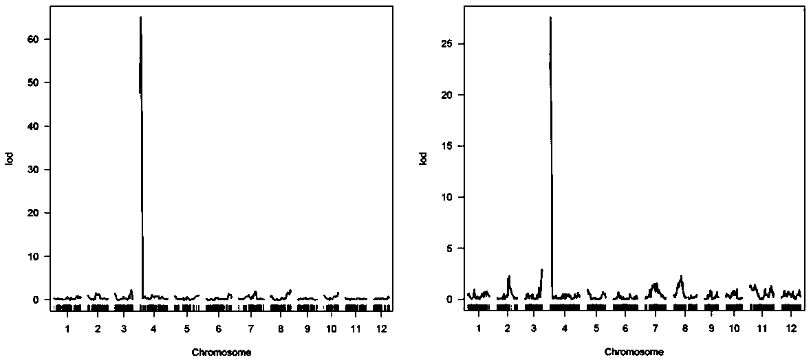 APRR2 gene related to green peel traits of melons