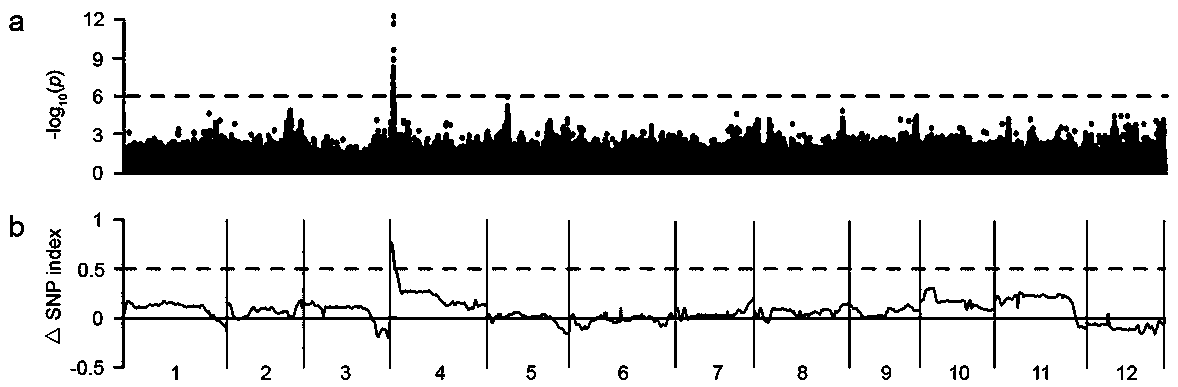 APRR2 gene related to green peel traits of melons