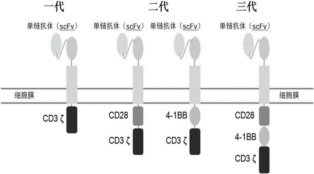 Chimeric antigen receptor T cells as well as preparation method and application thereof