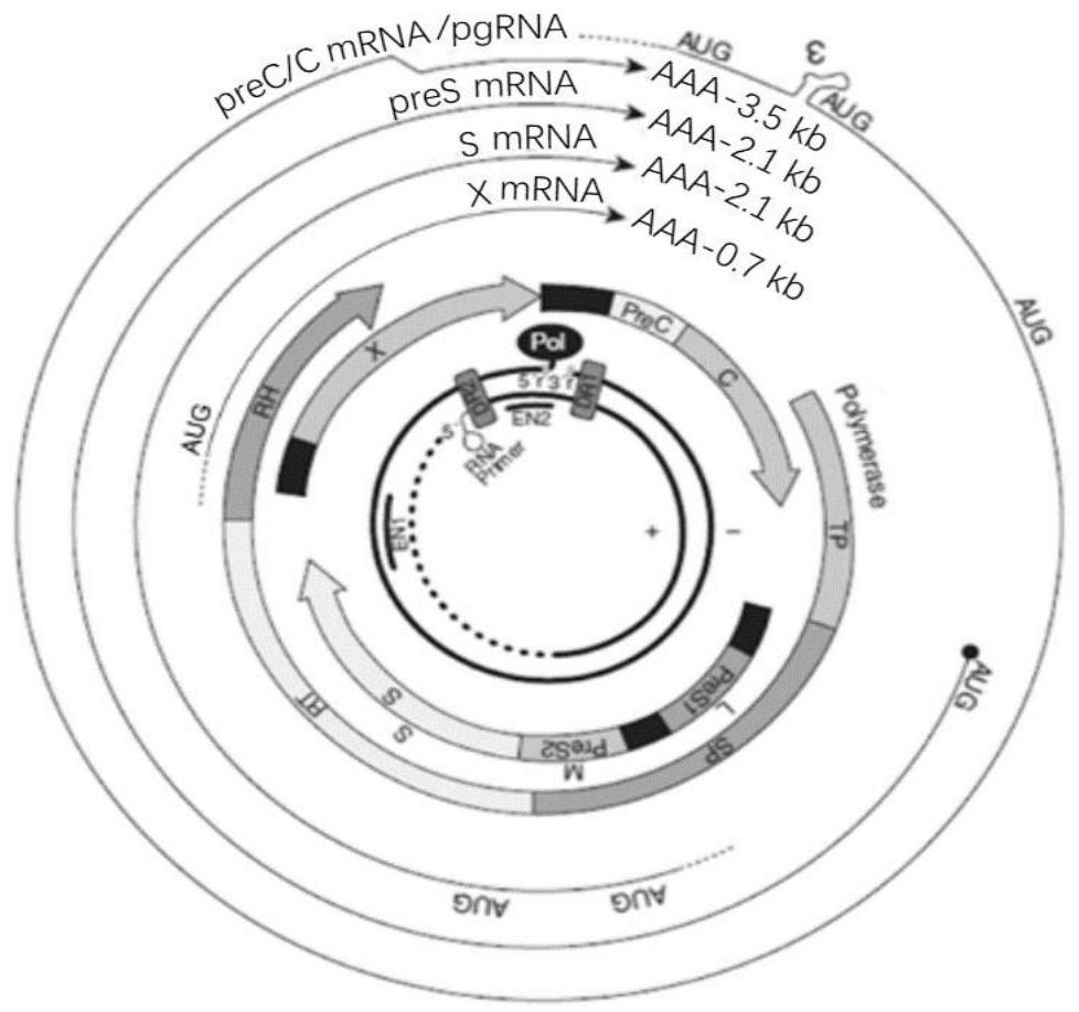 Oligonucleotide composition, kit, method and application for detecting hepatitis B virus rcDNA and/or cccDNA