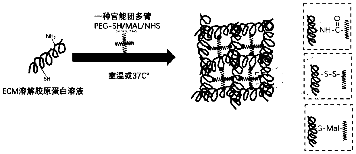 Injectable hydrogel and preparation method thereof