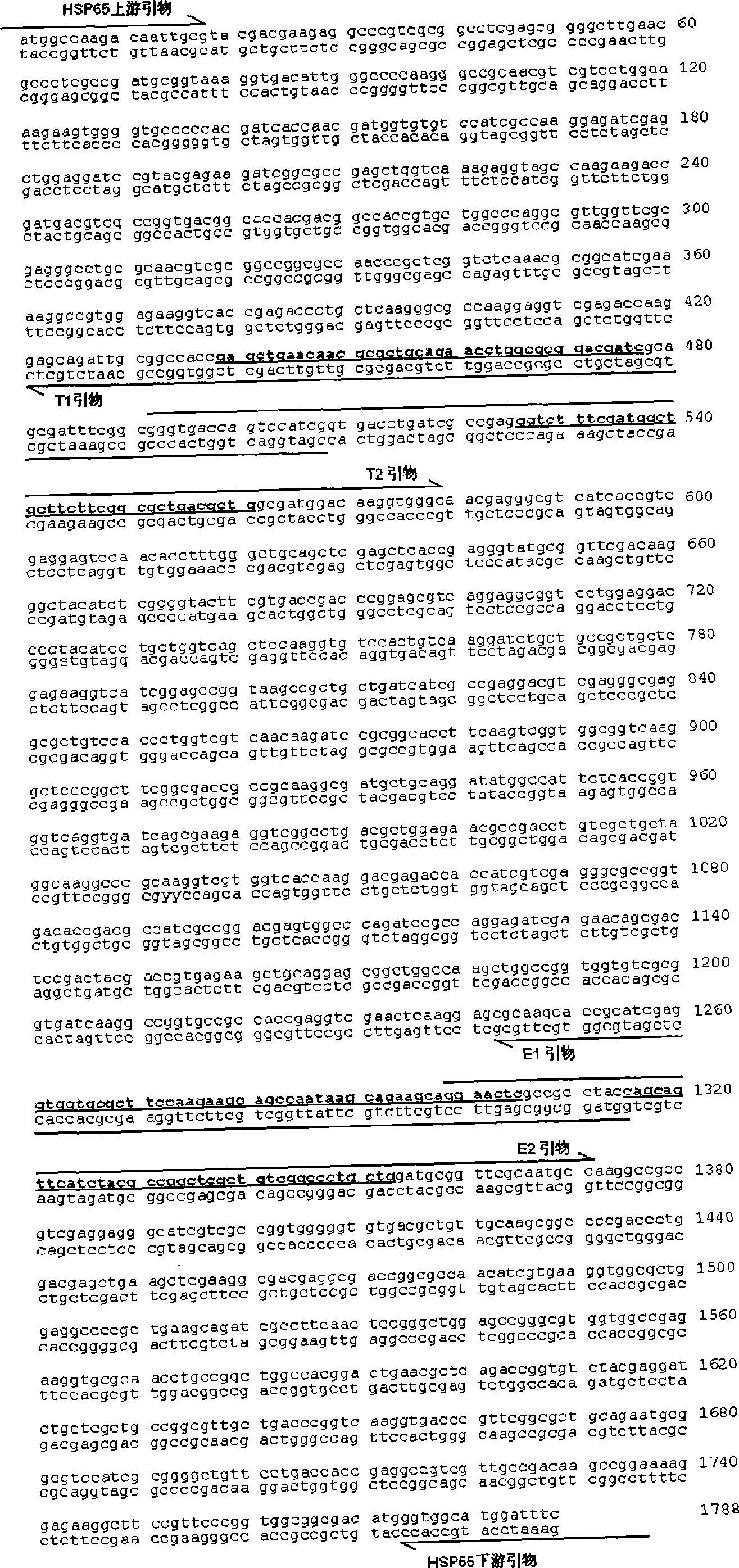 Tuberculosis gene vaccine based on T cell epitope as well as preparation method and use thereof