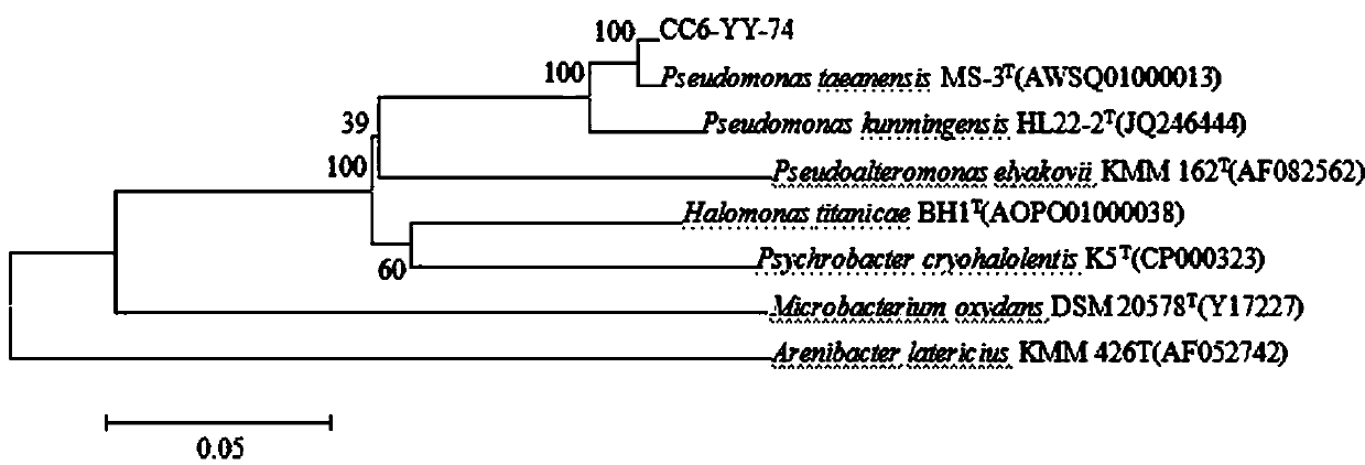 A kind of low-temperature nitrifying pseudomonas and its application