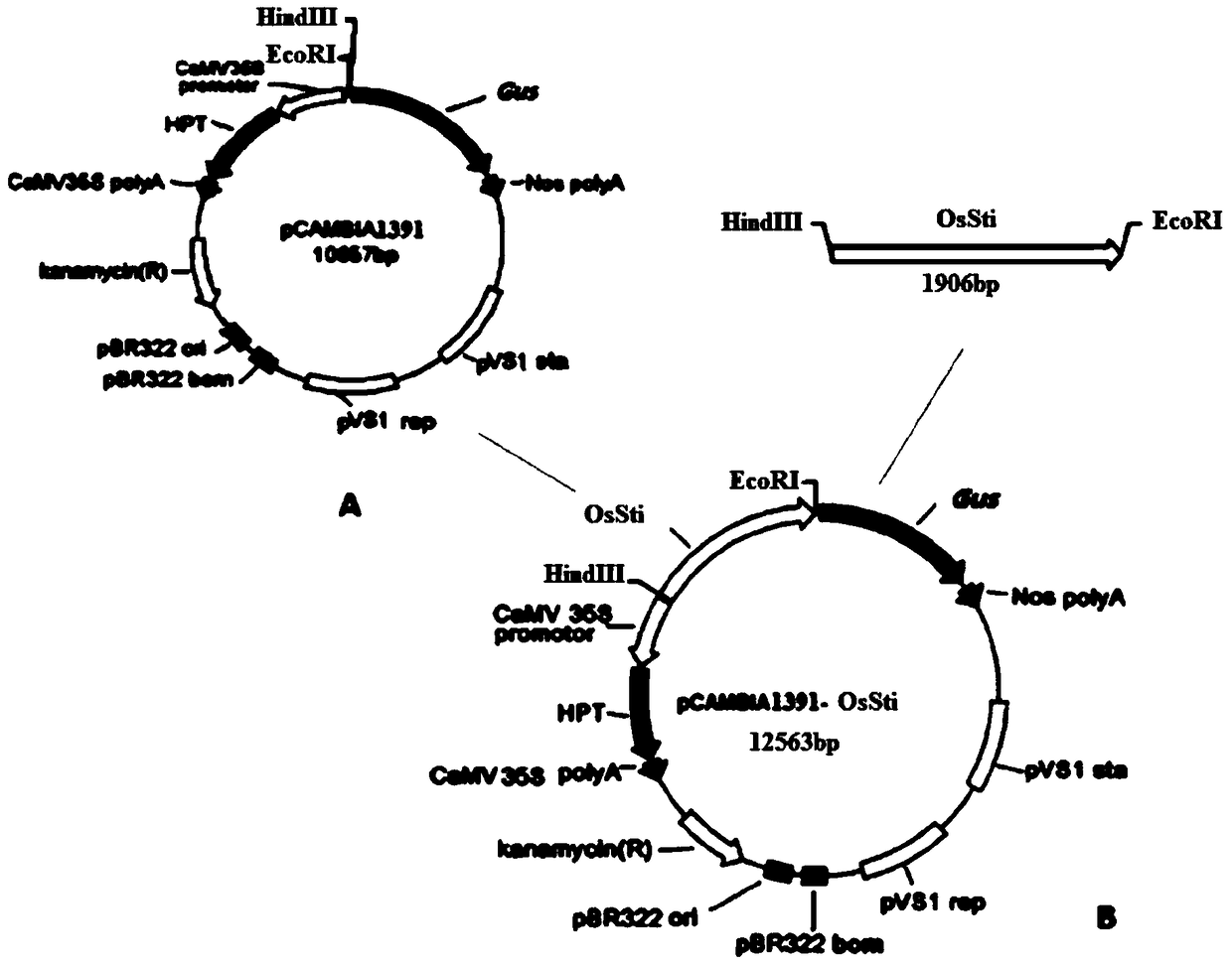 A rice stigma-specific strong promoter ossti1