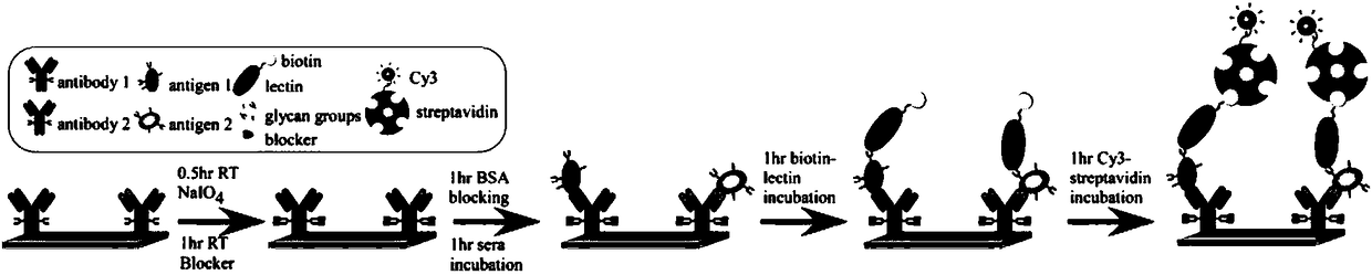 Application of compound as blocking reagent for glycosyl on antibody