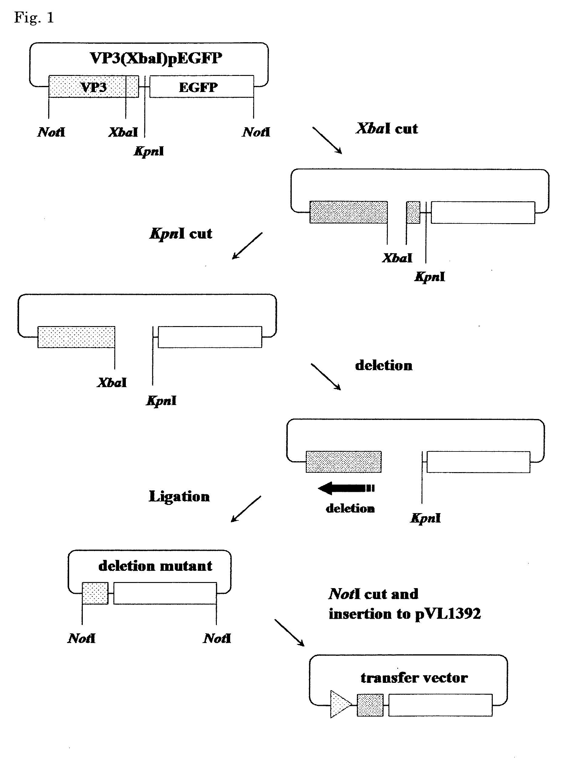 Protein complex, process for producing the same and use thereof