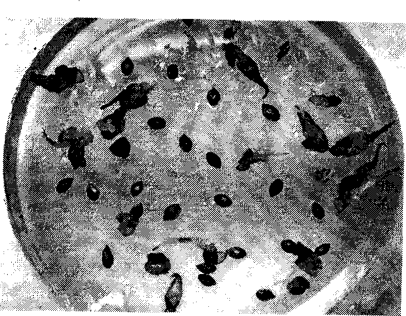 Isolated culture plant strain regeneration method for ripening seed of Bahiagrass