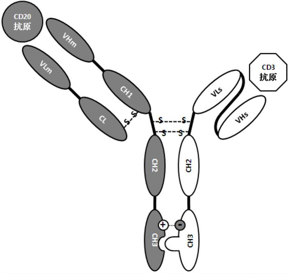 Construction and application of bispecific antibody CD20*CD3