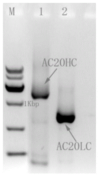 Construction and application of bispecific antibody CD20*CD3