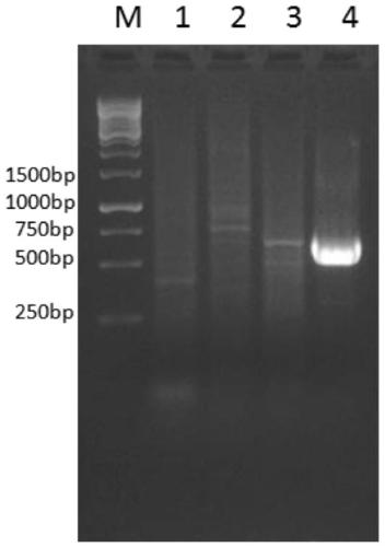 Anti-avian influenza virus neuraminidase N2 monoclonal antibody and encoding engine and application thereof