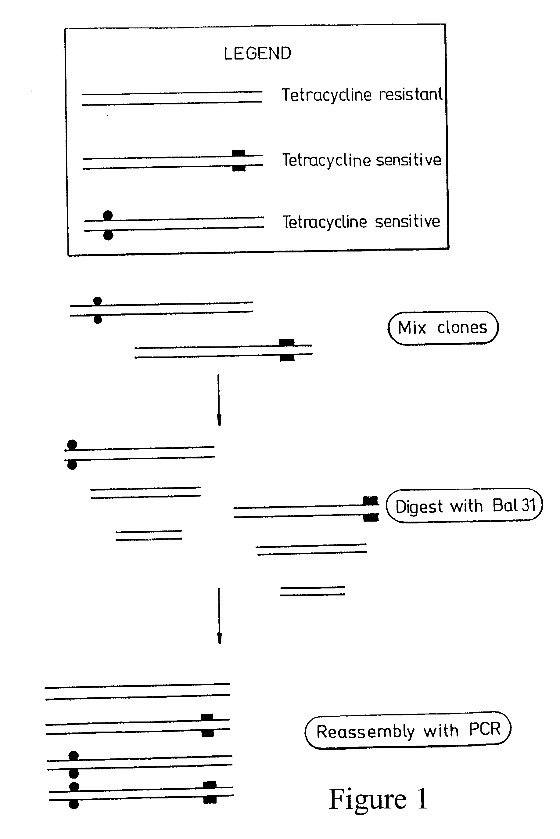 Method for in vitro molecular evolution of protein function involving the use of exonuclease enzyme and two populations of parent polynucleotide sequence