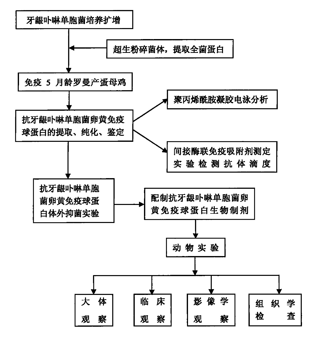 Method for preparing yolk immunoglobulin vaccine for resisting porphyromonas gingivalis