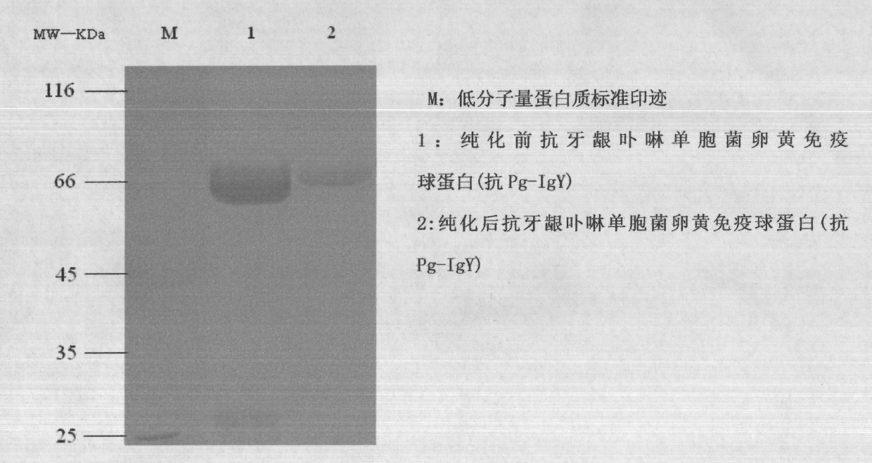 Method for preparing yolk immunoglobulin vaccine for resisting porphyromonas gingivalis