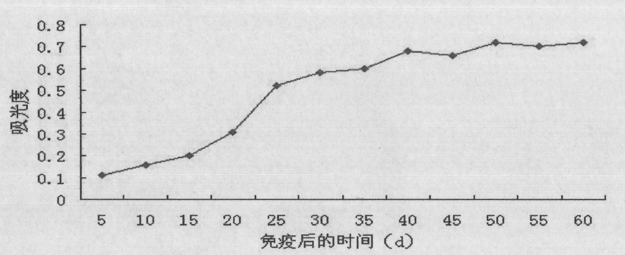 Method for preparing yolk immunoglobulin vaccine for resisting porphyromonas gingivalis