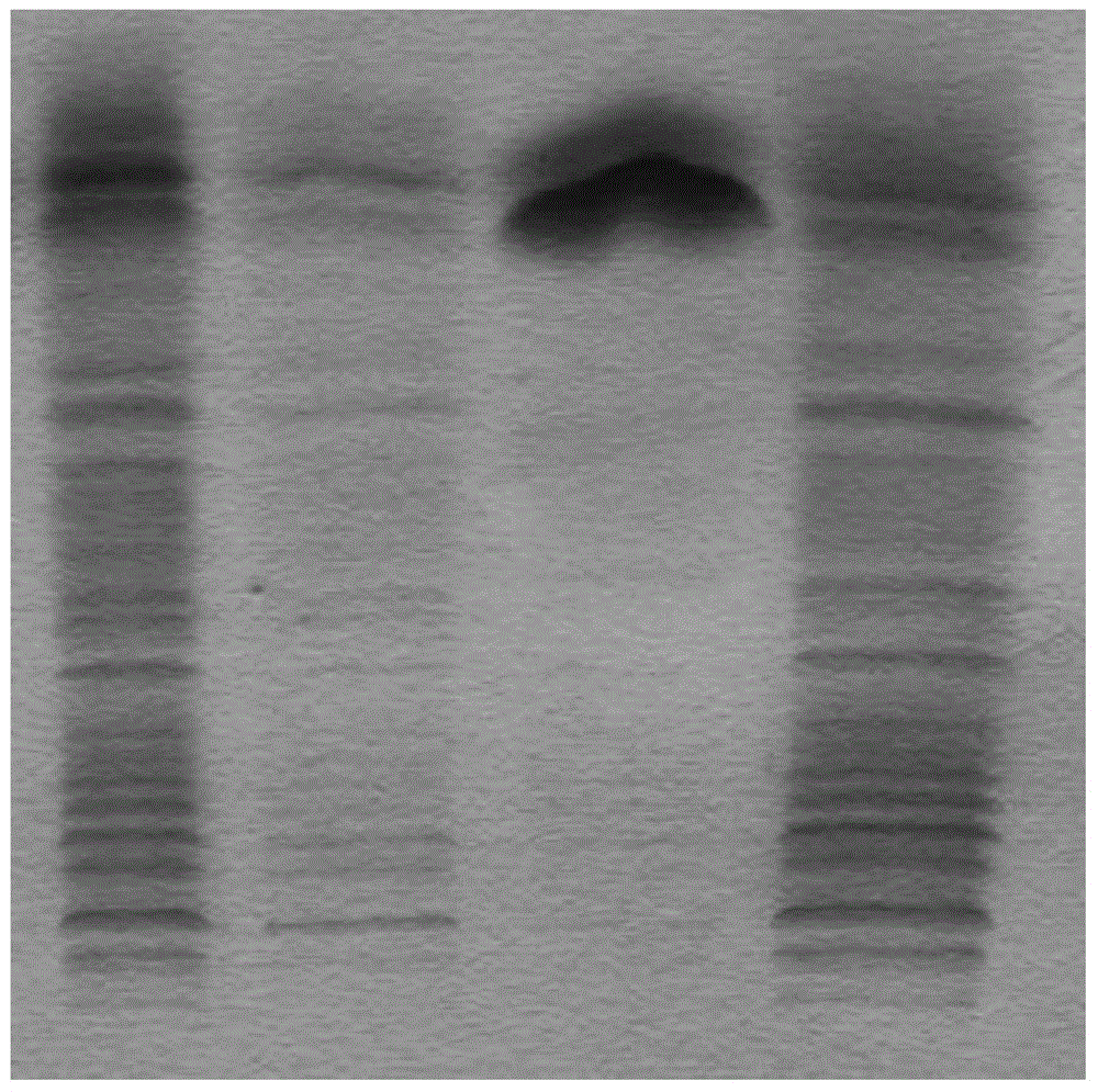 Preparing method and application of gelatin affinity chromatography media