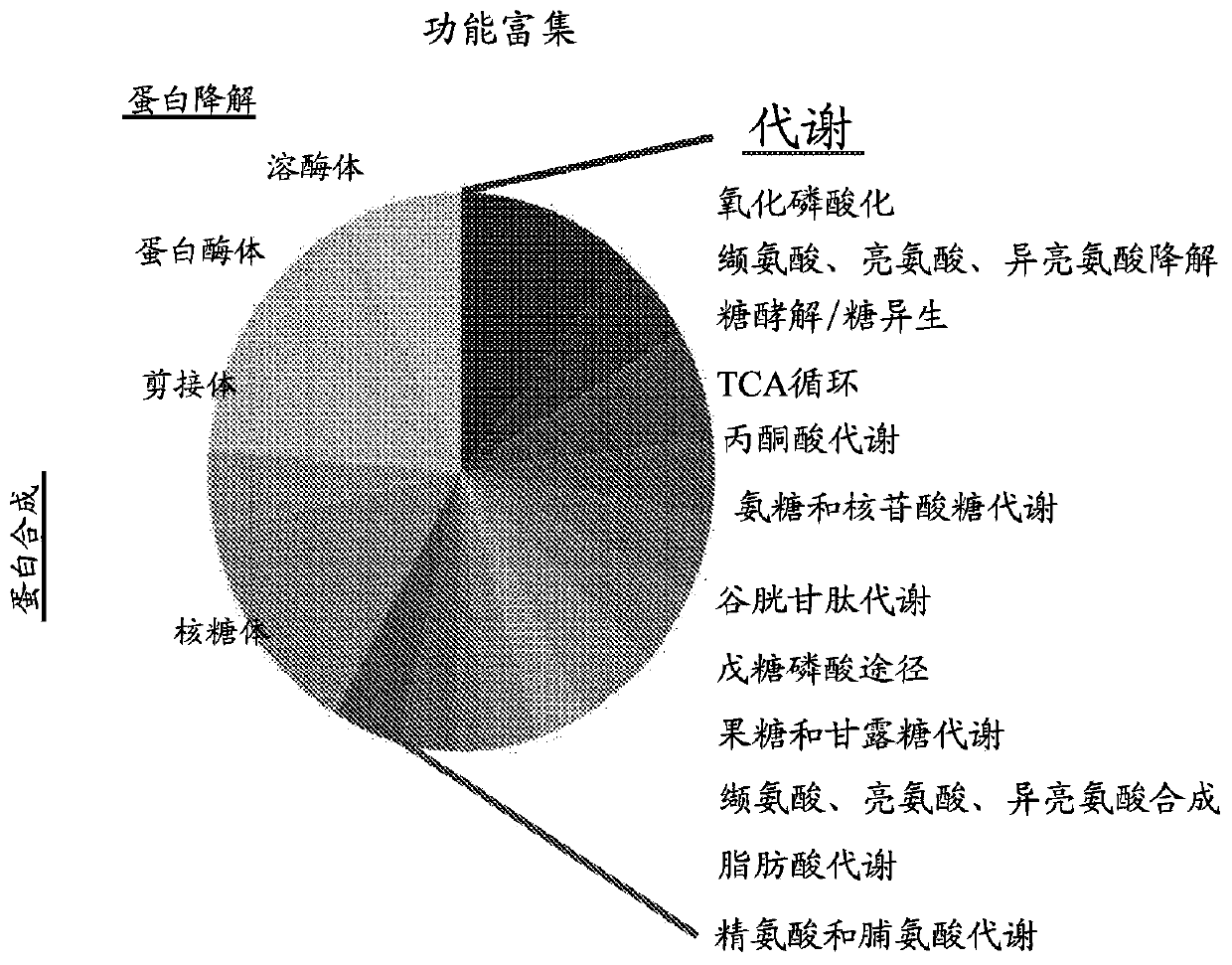 Biomarkers for diagnosis of lung cancer