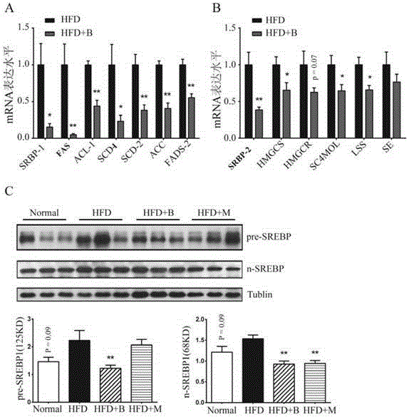 Drug for preventing and treating fatty liver and obesity and application thereof in drug preparation