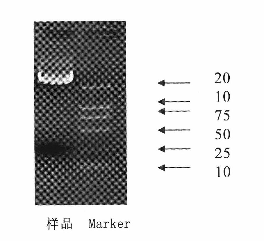 Preparation method for double-stranded DNA antigen and kit for testing anti-double-stranded-DNA antibody of human serum