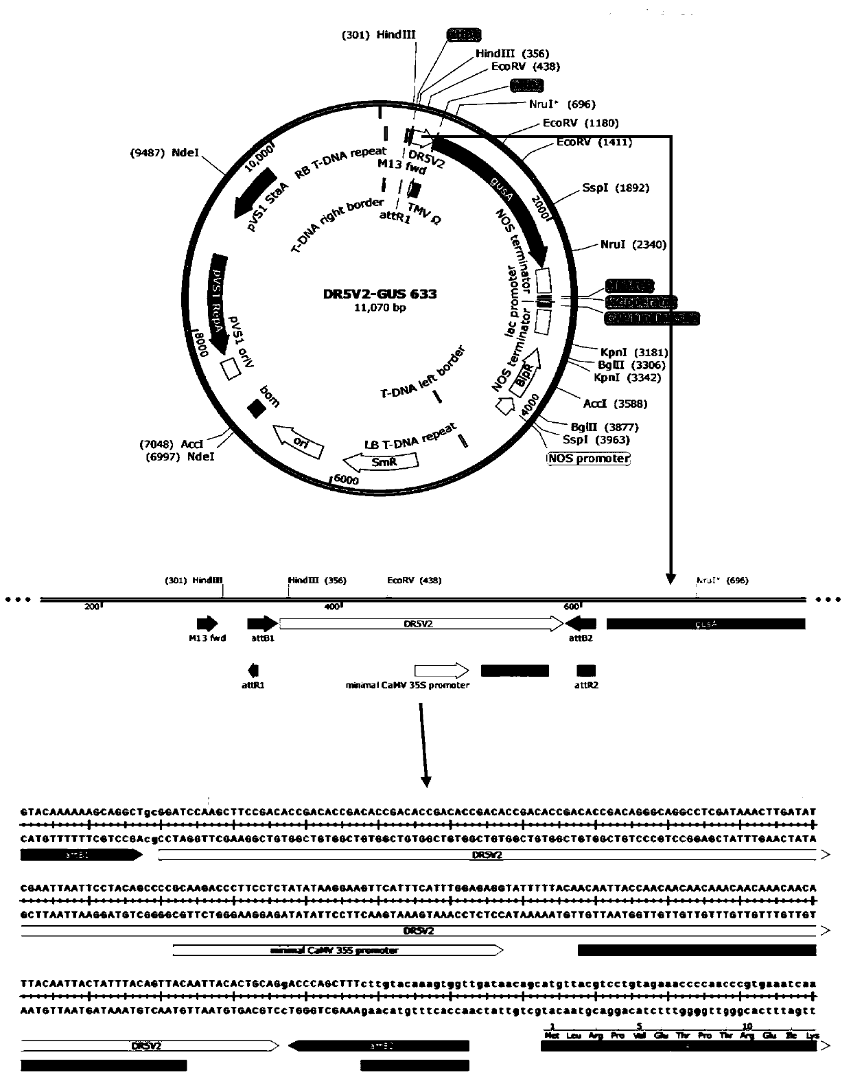 Transgenic soybean indicating auxin concentrations