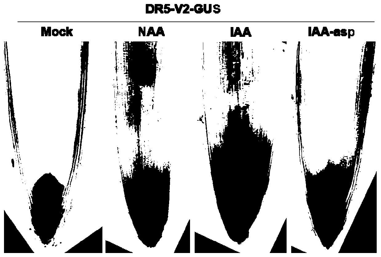 Transgenic soybean indicating auxin concentrations