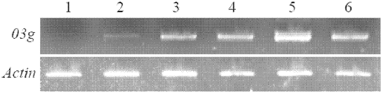 Gene 03g induced to express by tissue culture and preparation method and application